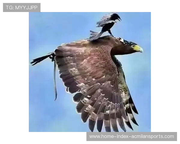 乌鸦主帅强调团队合作，胜利来自信任，乌鸦吧主